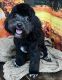 Mixed Puppies for sale in Lee County, IA, USA. price: $900