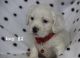 Mixed Puppies for sale in Lawrenceville, GA, USA. price: $300