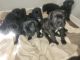 Mixed Puppies for sale in Antioch, TN 37013, USA. price: NA