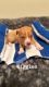 Mixed Puppies for sale in Mt Holly, NC, USA. price: $200