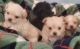 Mixed Puppies for sale in Birmingham, AL, USA. price: $1,150