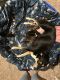 Mixed Puppies for sale in Dallas, TX, USA. price: NA
