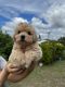 Mixed Puppies for sale in Toowoomba QLD, Australia. price: $2,000