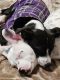 Mixed Puppies for sale in Redding, CA, USA. price: NA
