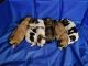 Mixed Puppies for sale in Canton, OH, USA. price: $900