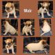 Mixed Puppies for sale in Advance, NC 27006, USA. price: $350