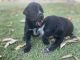 Mixed Puppies for sale in Binningup WA 6233, Australia. price: $400