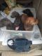 Mixed Puppies for sale in Fayetteville, NC, USA. price: $900