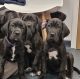 Mixed Puppies for sale in Richmond TW10, UK. price: 600 GBP