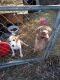 Mixed Puppies for sale in Altamont, TN 37301, USA. price: NA