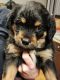 Mixed Puppies for sale in Tumwater, WA 98512, USA. price: $500