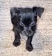 Mixed Puppies for sale in Anderson, SC, USA. price: NA
