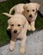 Mixed Puppies for sale in Palm City, FL, USA. price: $300