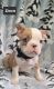 Mixed Puppies for sale in Mineral Wells, WV 26150, USA. price: $2,500