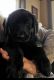 Mixed Puppies for sale in Leavenworth, IN 47137, USA. price: NA