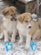 Mixed Puppies for sale in Tomah, Wisconsin. price: $350