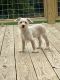 Mixed Puppies for sale in Hempstead, TX 77445, USA. price: NA