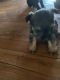 Mixed Puppies for sale in Elizabethtown, KY, USA. price: $400