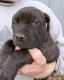 Mixed Puppies for sale in Glen Flora, Wisconsin. price: $350