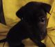 Mixed Puppies for sale in Dunnellon, FL, USA. price: $175