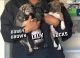 Mixed Puppies for sale in Mt Holly, NC, USA. price: $100