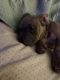 Mixed Puppies for sale in Port St. Lucie, Florida. price: $350