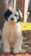 Mixed Puppies for sale in Midlothian, Texas. price: $1,000