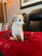 Mixed Puppies for sale in Canal Winchester, OH, USA. price: $300
