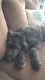 Mixed Puppies for sale in Naperville, IL, USA. price: $550
