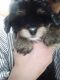 Mixed Puppies for sale in Vancouver, Washington. price: $40,000
