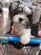 Mixed Puppies for sale in Clifton Heights, Pennsylvania. price: $600