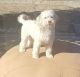 Mixed Puppies for sale in Ontario, CA, USA. price: $1,000
