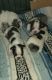 Mixed Puppies for sale in 189 Crook Rd, Fort Valley, GA 31030, USA. price: $1,000