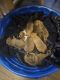 Mixed Puppies for sale in Kansas City, Missouri. price: $175
