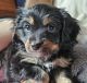 Mixed Puppies for sale in Rathbun, IA 52544, USA. price: $400