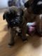 Mixed Puppies for sale in Pomona, California. price: NA