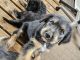 Mixed Puppies for sale in Apache Junction, Arizona. price: $275