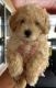 Mixed Puppies for sale in Albany, Western Australia. price: $2,000