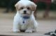 Mixed Puppies for sale in Los Angeles, California. price: NA
