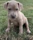 Mixed Puppies for sale in Browns Plains, Queensland. price: $1,800