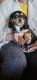 Mixed Puppies for sale in Rathbun, IA 52544, USA. price: $200