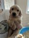Mixed Puppies for sale in Waterford, ME 04088, USA. price: $950