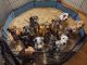 Mixed Puppies for sale in North St. Paul, Minnesota. price: $500