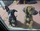 Mixed Puppies for sale in Las Vegas, Nevada. price: $500