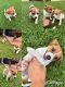 Mixed Puppies for sale in Sydney, New South Wales. price: NA