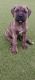 Mixed Puppies for sale in Port Richey, Florida. price: $1,000