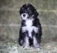 Mixed Puppies for sale in Marysville, California. price: $1,200