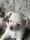 Mixed Puppies for sale in Ontario, California. price: $100