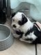 Mixed Puppies for sale in Townsville, Queensland. price: $2,000