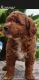 Mixed Puppies for sale in Lisarow, New South Wales. price: $2,000